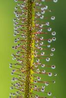 Kap Sonnentau, Drosera Capensis, Fleisch Essen Pflanze im das Sommer- Sonnenlicht Betrachtung das Gewächshaus. foto