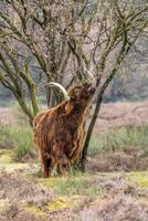 ein dunkel braun schottisch Hochländer Kuh Essen ein Baum das Wiesen von das Bussemerheide. foto