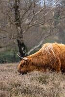 ein schottisch Hochländer Kuh Weiden lassen im das Wiese Feld von das Bussemerheide. foto