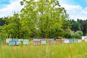 natürlich Frühling Garten Bienenzucht. Bienenstöcke auf Grün Landschaften. foto