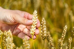 des Mannes Hand berühren Weizen Ohren Nahaufnahme. Hand von Farmer berühren Weizen Mais Landwirtschaft. Ernte Konzept. Ernte foto