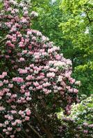 üppig Rhododendron Busch mit beschwingt Rosa Blüten im ein Garten Einstellung. foto