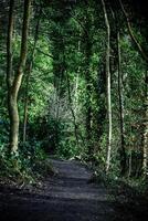 heiter Wald Weg umgeben durch üppig Grün und Bäume, aufrufen ein Sinn von Ruhe und Erkundung. foto