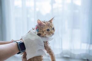 Frau Hand geben ein trocken Bad zu ein Orange Katze im das Haus. foto