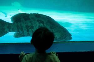 asiatisch Junge suchen beim Fisch im ein Meer Aquarium foto