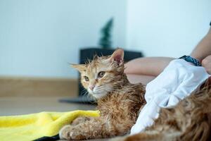 Frau Hand geben ein trocken Bad zu ein Orange Katze im das Haus. foto