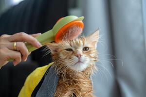 Frau Hand geben ein trocken Bad zu ein Orange Katze im das Haus. foto