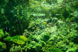 Schule von nemo Fisch im ein Marine Aquarium vereinbart worden mit Wasser Pflanzen und Felsen. foto