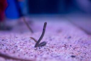 entdeckt Garten Aal Fisch im ein Marine Aquarium foto