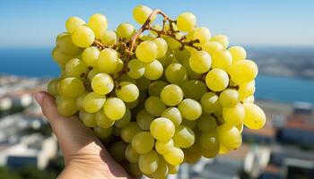 ai generiert frisch Traube Ernte im ein Weinberg, Natur Süss und gesund Geschenk generiert durch ai foto