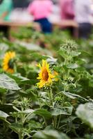 Sonnenblume Feld Blühen auf Stadt Hintergrund foto