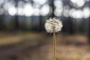 Samen Kopf von Löwenzahn Blume Pflanze im das Wald mit verschwommen Hintergrund mit Kopieren Raum foto