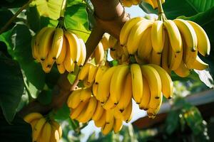 ai generiert frisch Bananen auf das Baum.schließen oben Aussicht im Sonnenlicht foto