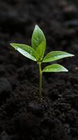 ai generiert sprießen Leben oben Nieder Aussicht von ein Avocado Pflanze wachsend Vertikale Handy, Mobiltelefon Hintergrund foto