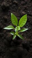 ai generiert Grün Wachstum oben Aussicht von jung Avocado Pflanze entstehenden von Boden Vertikale Handy, Mobiltelefon Hintergrund foto