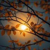 ai generiert Herbst Sonne leuchtet Silhouette von Baum Geäst, Erstellen heiter Atmosphäre zum Sozial Medien Post Größe foto