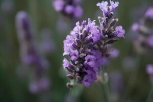 ai generiert Lavendel - - Lavandula - - bekannt zum duftend lila Blumen und aromatisch Laub. Symbol von Hingabe und Anmut foto