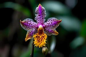 ai generiert Pfau Orchidee - - Acidanthera zweifarbig - - Blume einheimisch zu Osten Afrika - - bekannt zum ihr duftend, Weiß blüht mit lila Zentren. ein Symbol von Schönheit und Raffinesse foto