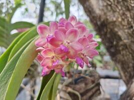 klein Rosa und Weiß Orchidee Blumen foto