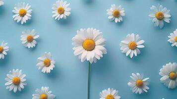 ai generiert Weiß Gänseblümchen Blumen vereinbart worden auf ein Sanft Blau Hintergrund. frisch Frühling Pastell- Muster. ai generiert foto