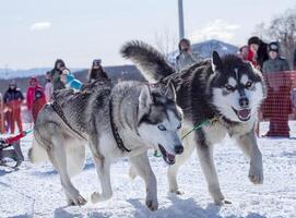 Hunde im Geschirr ziehen ein Schlitten Wettbewerbe im Winter auf Kamtschatka Halbinsel foto