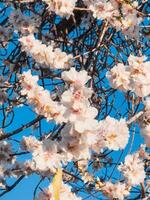 Weiß Blumen auf Ast im Frühling foto