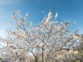 Farben von das Mandel Frühling foto