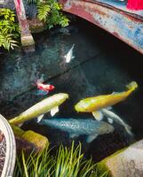 Goldfische und Karpfen im das japanisch Wasser foto