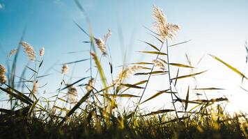 Pampas Gras auf Blau Himmel foto