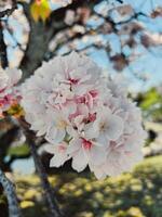 Weiß Blume blühen wann das Frühling Jahreszeit kommt an foto