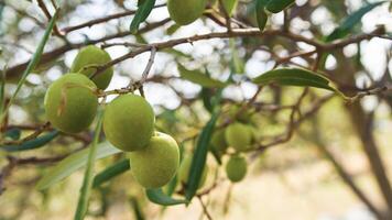 Oliven auf Baum Ast foto