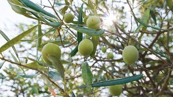 Grün Oliven auf Baum Ast foto
