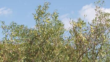 Grün Oliven auf Baum Ast foto
