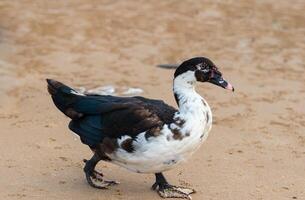 Kairina Moschata - - inländisch Muscovy Ente mit rot Gesicht foto