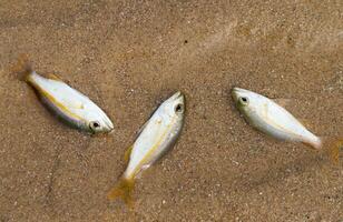 klein Fisch sterben fällig zu Tuba Vergiftung oder Derris Pflanzen. Umwelt Probleme foto