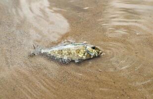 weiß gefleckt Kaninchenfisch oder siganus Canaliculatus ist gestorben von Vergiftung durch Tuba Pflanzen oder Derris. foto