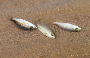 klein Fisch sterben fällig zu Tuba Vergiftung oder Derris Pflanzen. Umwelt Probleme foto