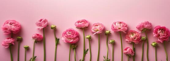 ai generiert Banner Rosa Rosen Ranunkel auf Rosa Hintergrund, oben Sicht, Hintergrund zum Herzliche Glückwünsche foto