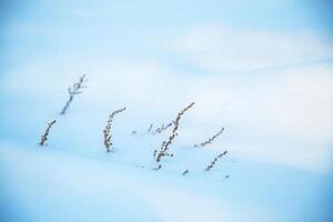 schön natürlich Winter Hintergrund, trocken Gras wachsend von unter das Schnee foto