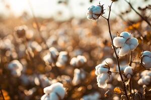 ai generiert Baumwolle Bauernhof während Ernte Jahreszeit. Feld von Baumwolle Pflanzen mit Weiß Bolls. nachhaltig und umweltfreundlich trainieren auf ein Baumwolle Bauernhof. organisch Landwirtschaft. roh Material zum Textil- Industrie. foto