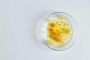 ai generiert Petri Geschirr mit bakteriell Kolonien Kultur auf Agar Platten im Labor foto