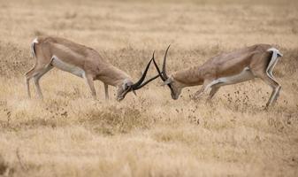 Kampf gegen Impalaböcke, Ngorongoro-Krater foto