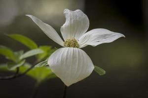 Hartriegelblüten, Yosemite foto