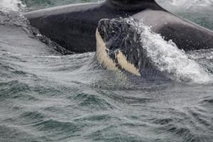 verspielter Baby Orca mit Wasserhülle foto