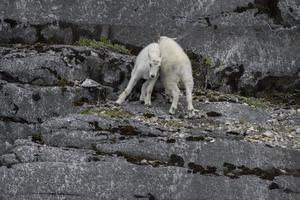 Kuschelige Bergziegenkinder, Gletscherbucht foto