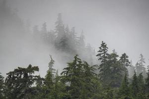 neblige Bäume im Regenwald von Alaska