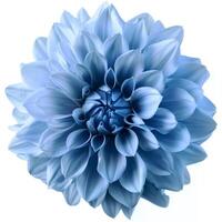 ai generiert Licht Blau Blume auf ein Weiß Hintergrund foto