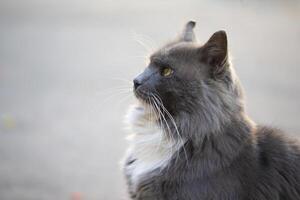 Stadt Katze. grau flauschige Katze Spaziergänge auf das Straße. foto