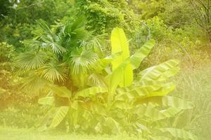 verschwommen Blumen- tropisch Hintergrund im Gelbgrün Gradient. foto