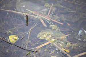 Cellophan Taschen im das Teich. Umwelt Verschmutzung foto